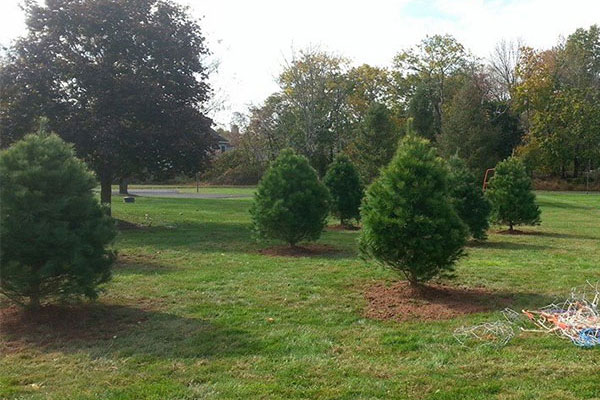 Montgomeryville Landscaping Services PA 18936 Montgomeryville Pennsylvania Landscaping Services 02